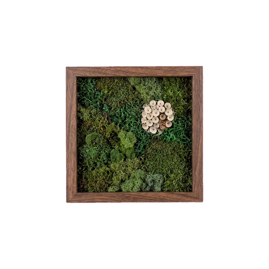 Shadow Box Small — #0565 — Handcrafted moss art by AguaClara Studio